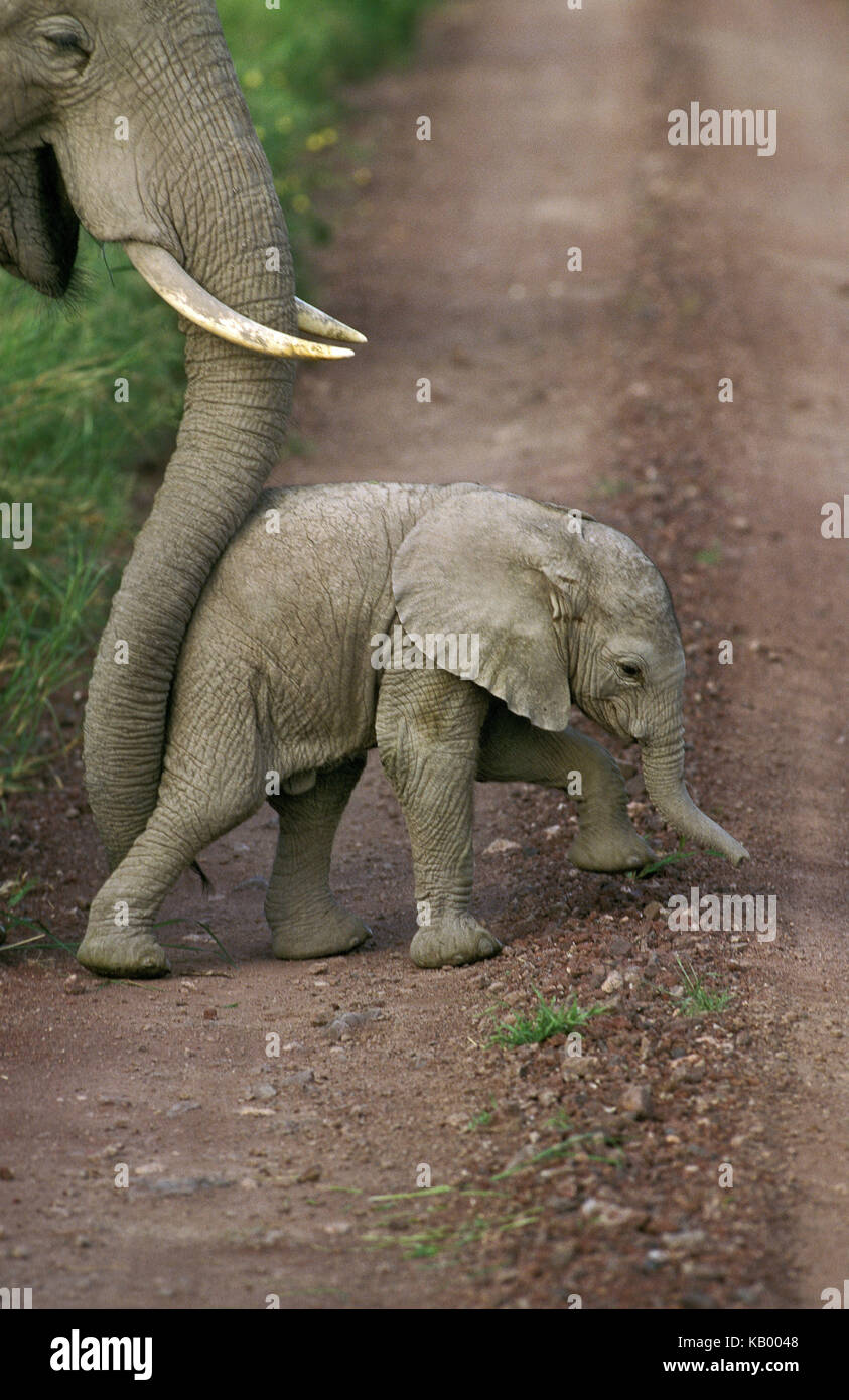 Elefante africano Loxodonta africana, madre spinge i giovani animale con il suo tronco over street, Amboseli National Park, Kenya, Africa Foto Stock