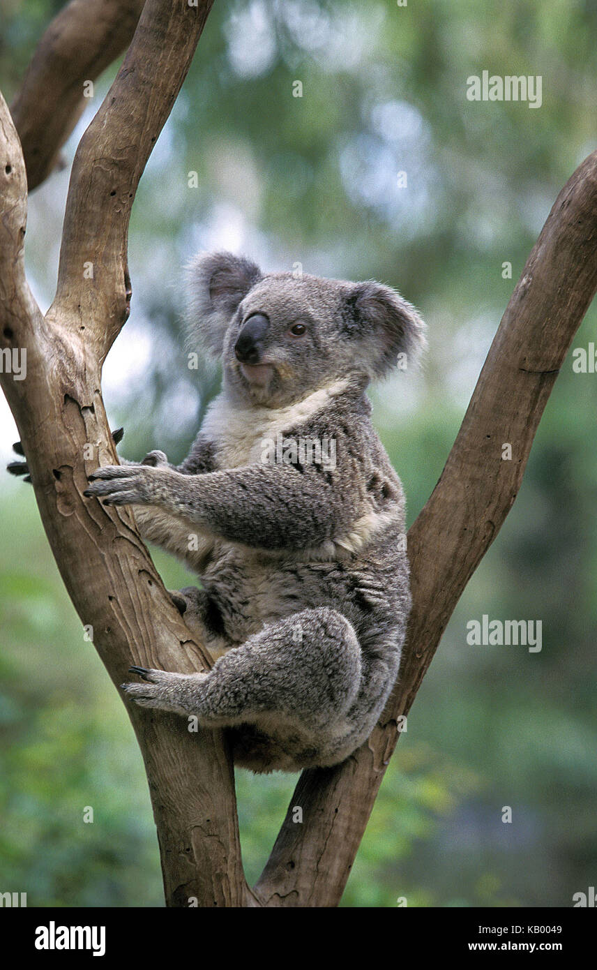 Il koala, phascolarctos cinereus, albero, australia Foto Stock