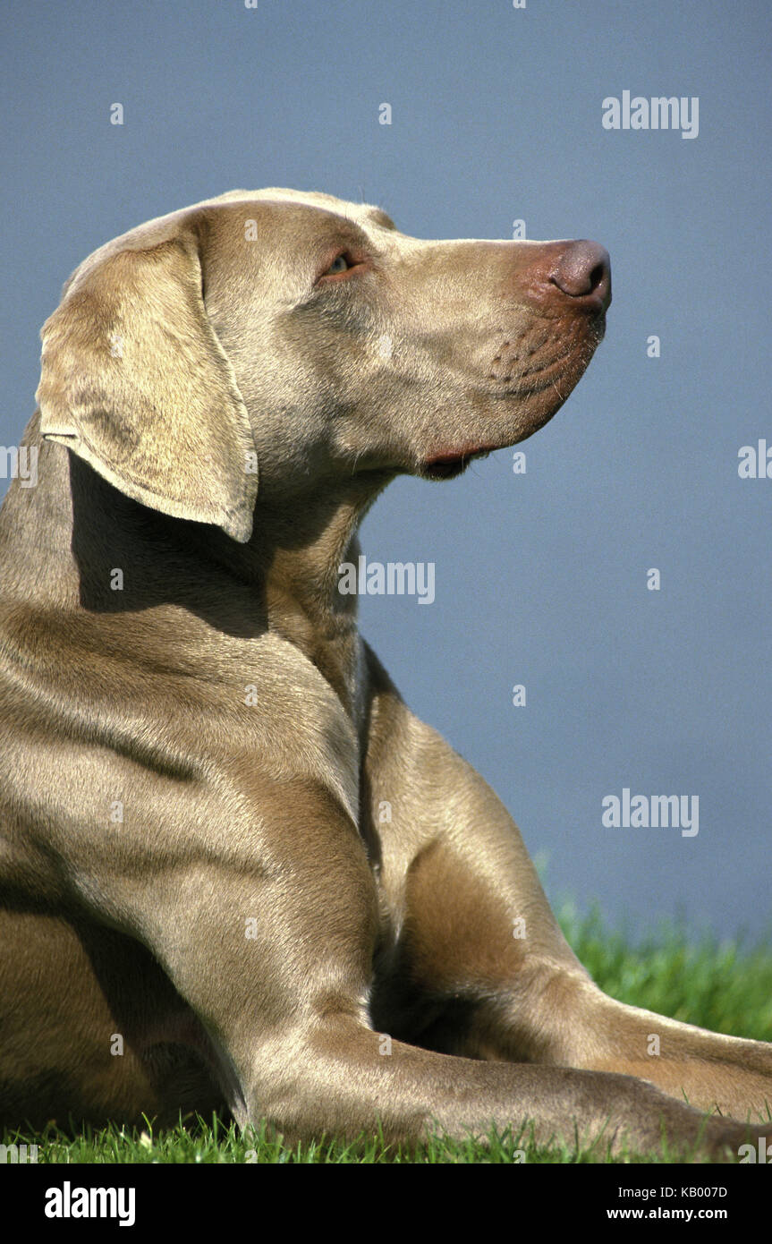 Abitante di Weimar si trova in erba, medie di close-up, a lato, Foto Stock
