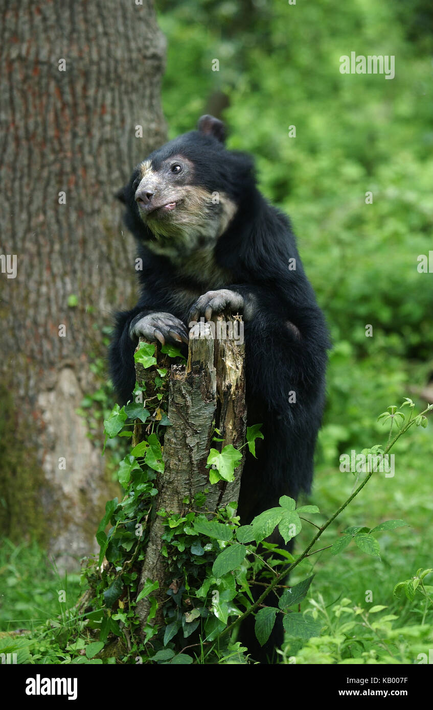 Orso di vetro, Tremarctos ornatus, animale adulto, sollevato, Foto Stock