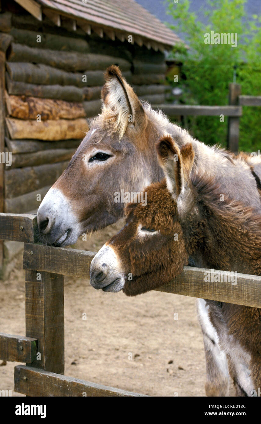 Due asini, cinghia, recinzione, medie di close-up, Foto Stock