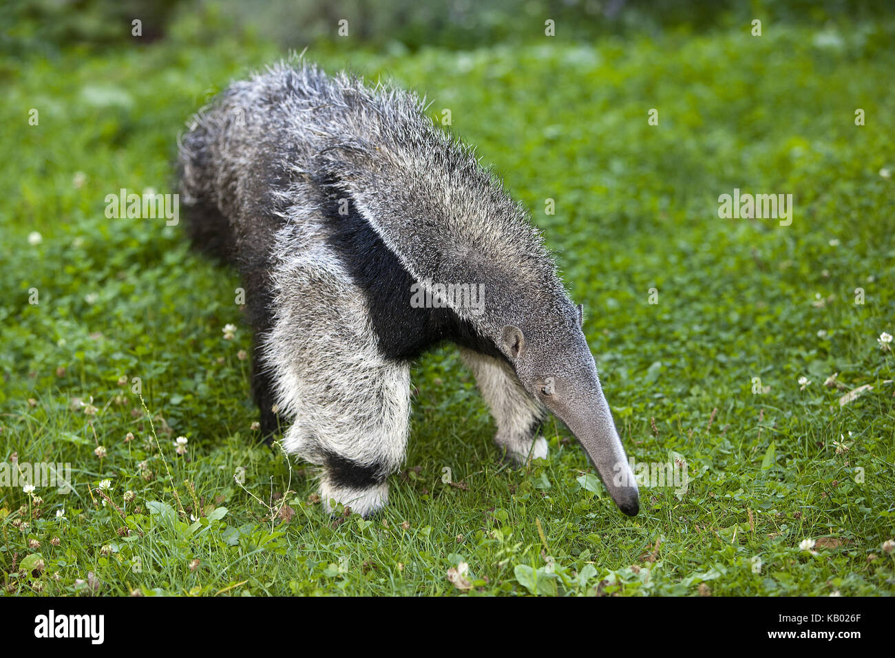 Big anteater, myrmecophaga tridactyla, giovane animale, femmina, Foto Stock
