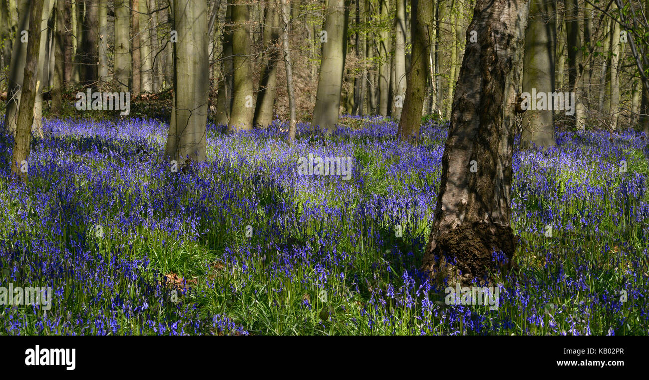 Blue Bells in legno Dukes Foto Stock