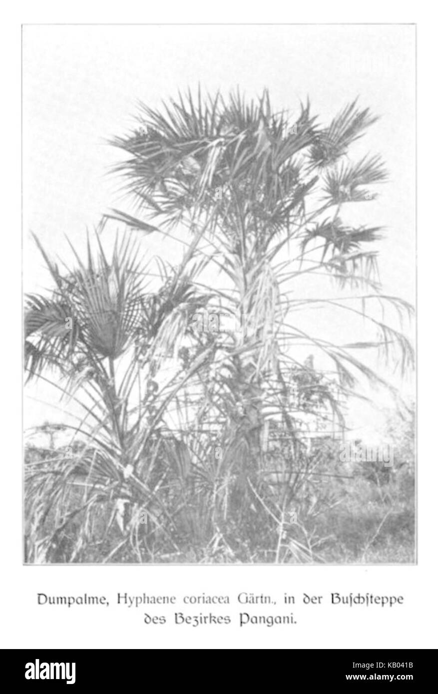 WOHLTMANN(1904) p092 Dumpalme, in der Buschsteppe des Bezirks Pangani Foto Stock