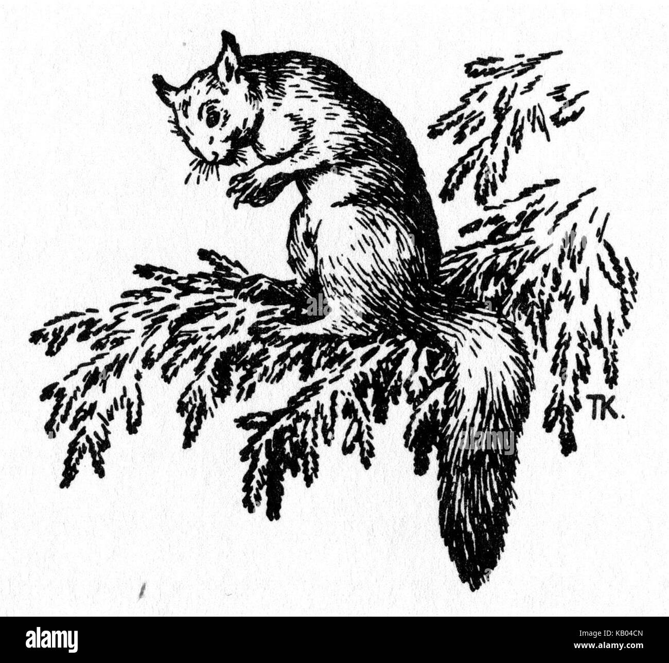 Scoiattolo sconosciuto Foto Stock