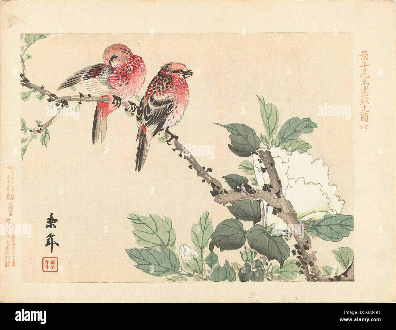 Twee rode vogels op tak incontrato witte bloem Foto Stock