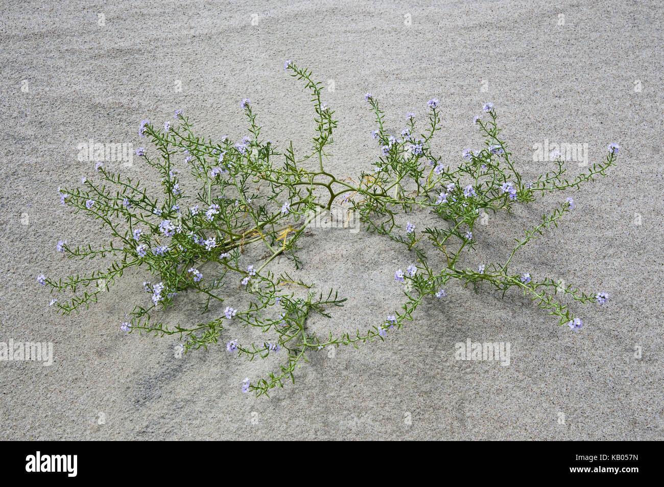La botanica, impianti in sabbia, Foto Stock