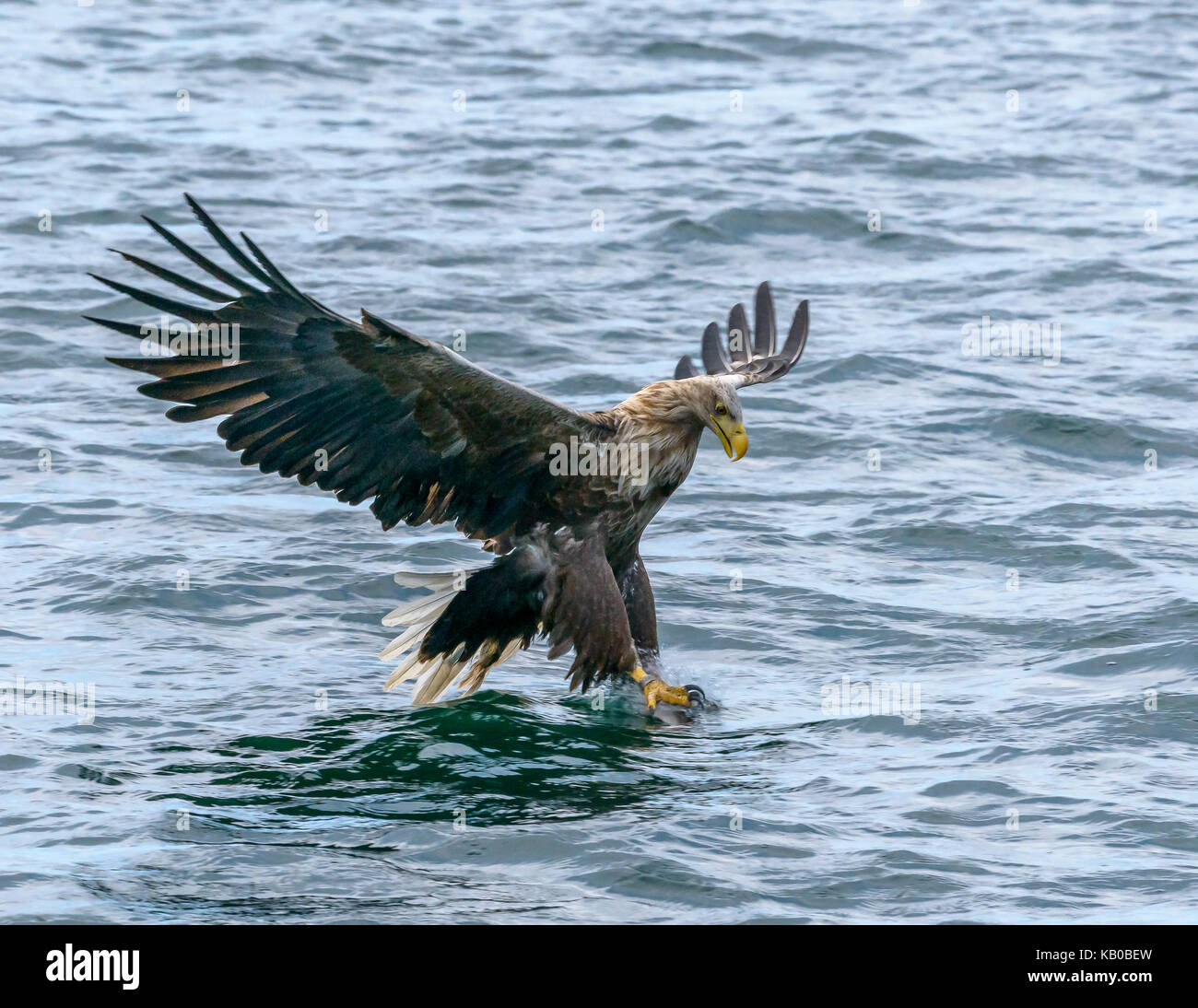 White Tailed Eagle Foto Stock