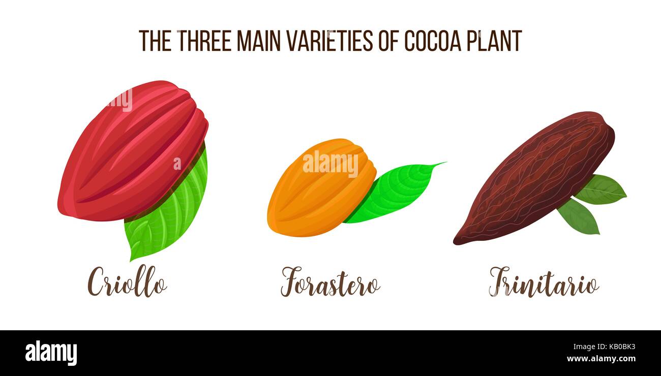 Set di cacao Cialde illustrazione. criollo, forastero, il Trinitario tipi. stile realista. illustrazione vettoriale Illustrazione Vettoriale