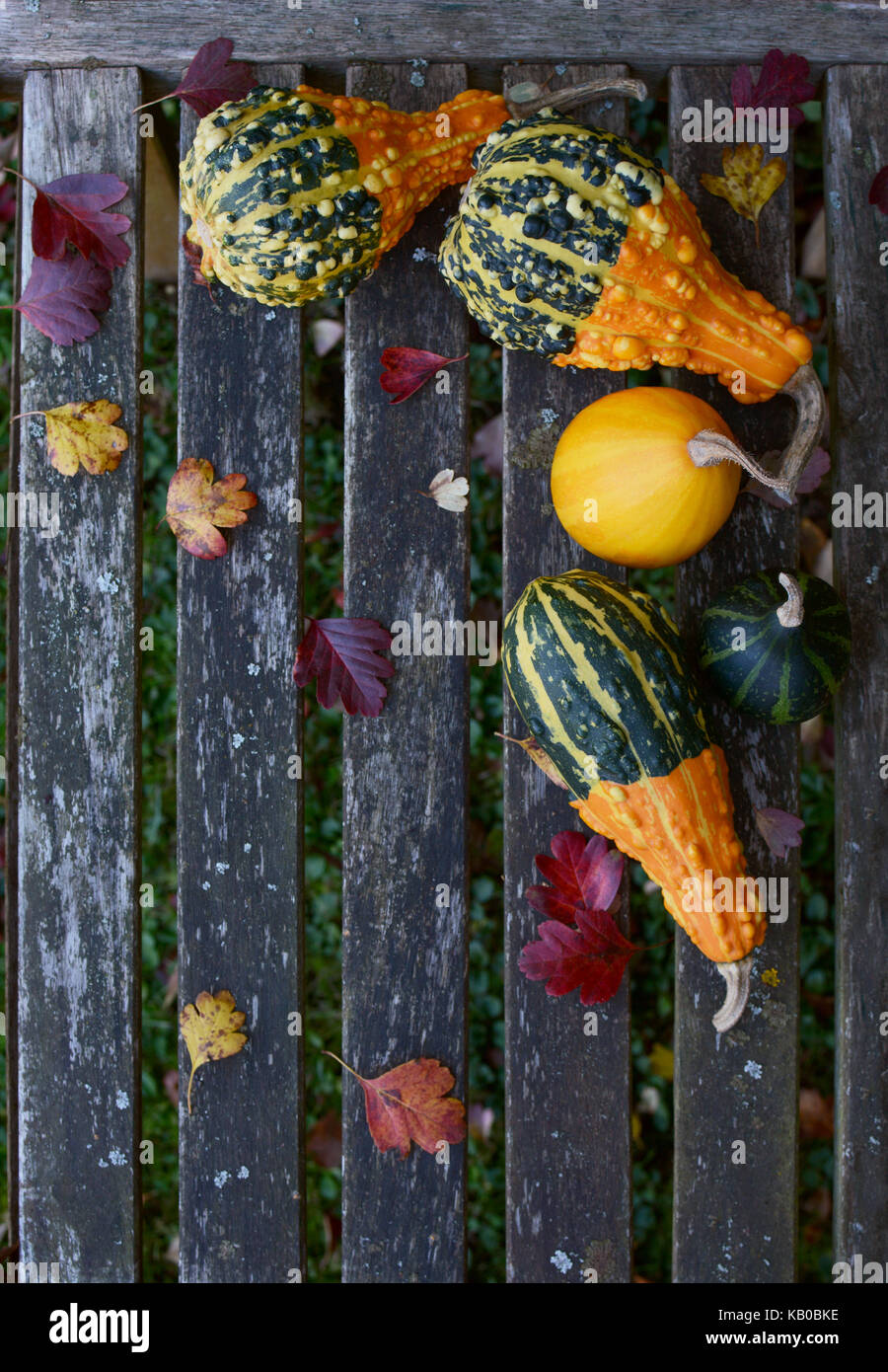 Coloquintidi ornamentali con foglie cadono su una rustica panca in legno con spazio di copia Foto Stock