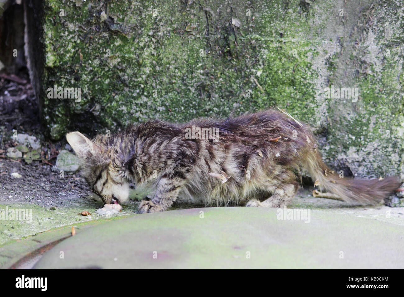 Senzatetto esaurito gattino mangia alimentazione sulla strada. Foto Stock