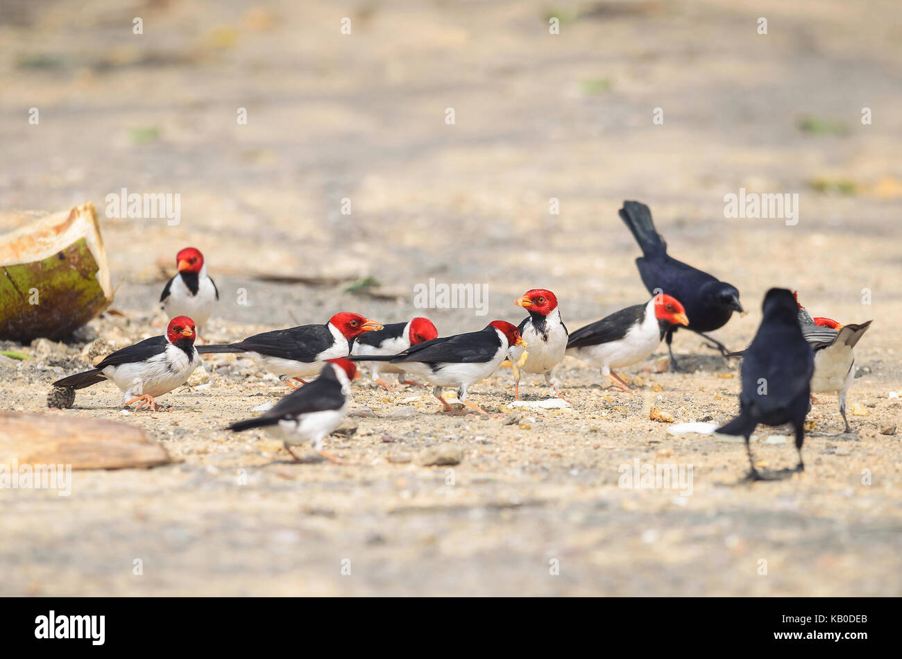 Gruppo di uccelli Cavalaria noto anche come Cardeal do Pantanal e alcuni uccelli neri intorno a. Uccello con testa di colore rosso, nero ali e ventre bianco. Foto scattata o Foto Stock