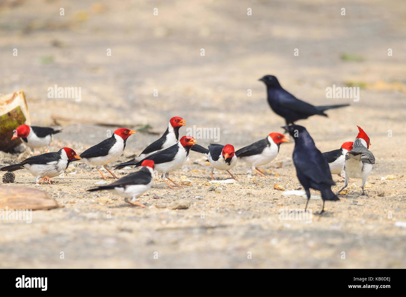 Gruppo di uccelli Cavalaria noto anche come Cardeal do Pantanal e alcuni uccelli neri intorno a. Uccello con testa di colore rosso, nero ali e ventre bianco. Foto scattata o Foto Stock