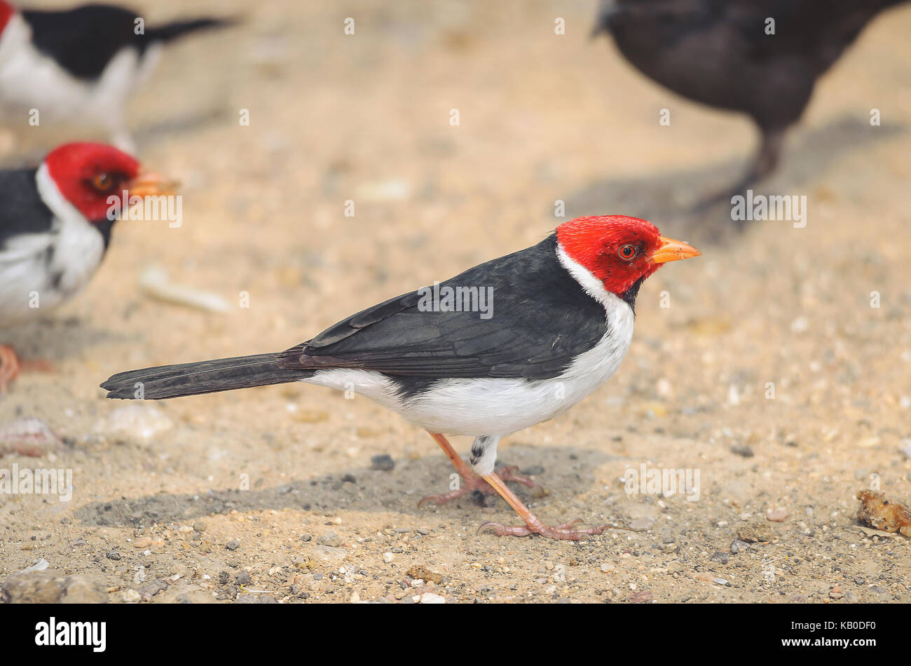 Cavalaria bird noto anche come Cardeal do Pantanal. Uccello con testa di colore rosso, nero ali e ventre bianco. Foto scattata sul Pantanal, Brasile. Foto Stock