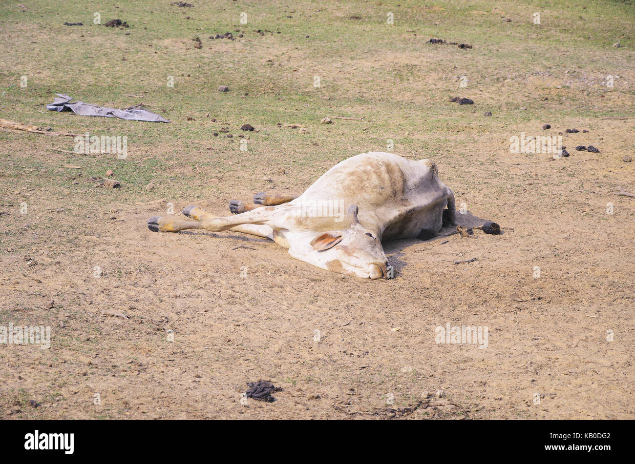 Vacca morente giacente a terra da qualche malattia. Foto Stock