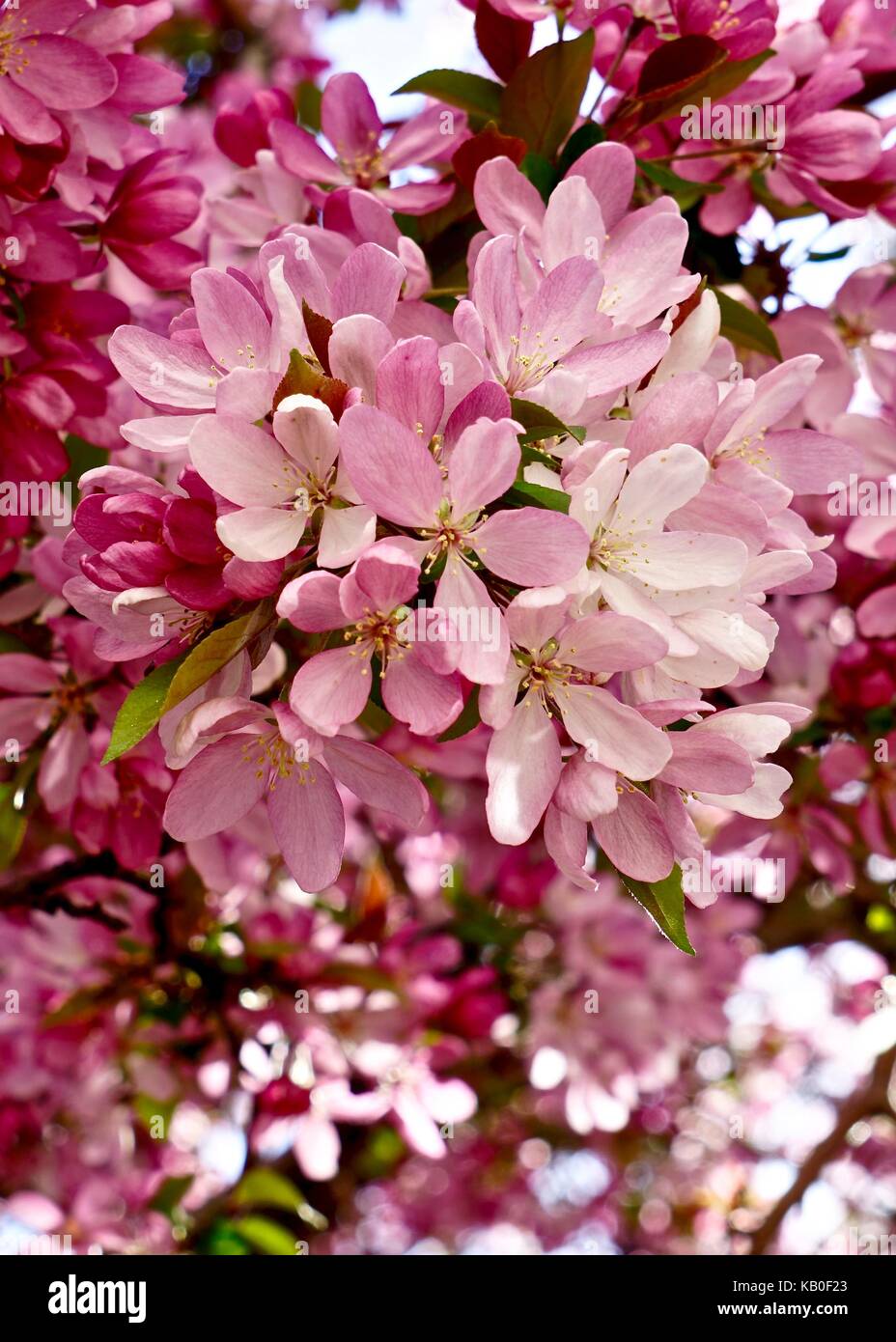 Ciliegio ornamentale fiorisce in primavera Foto Stock