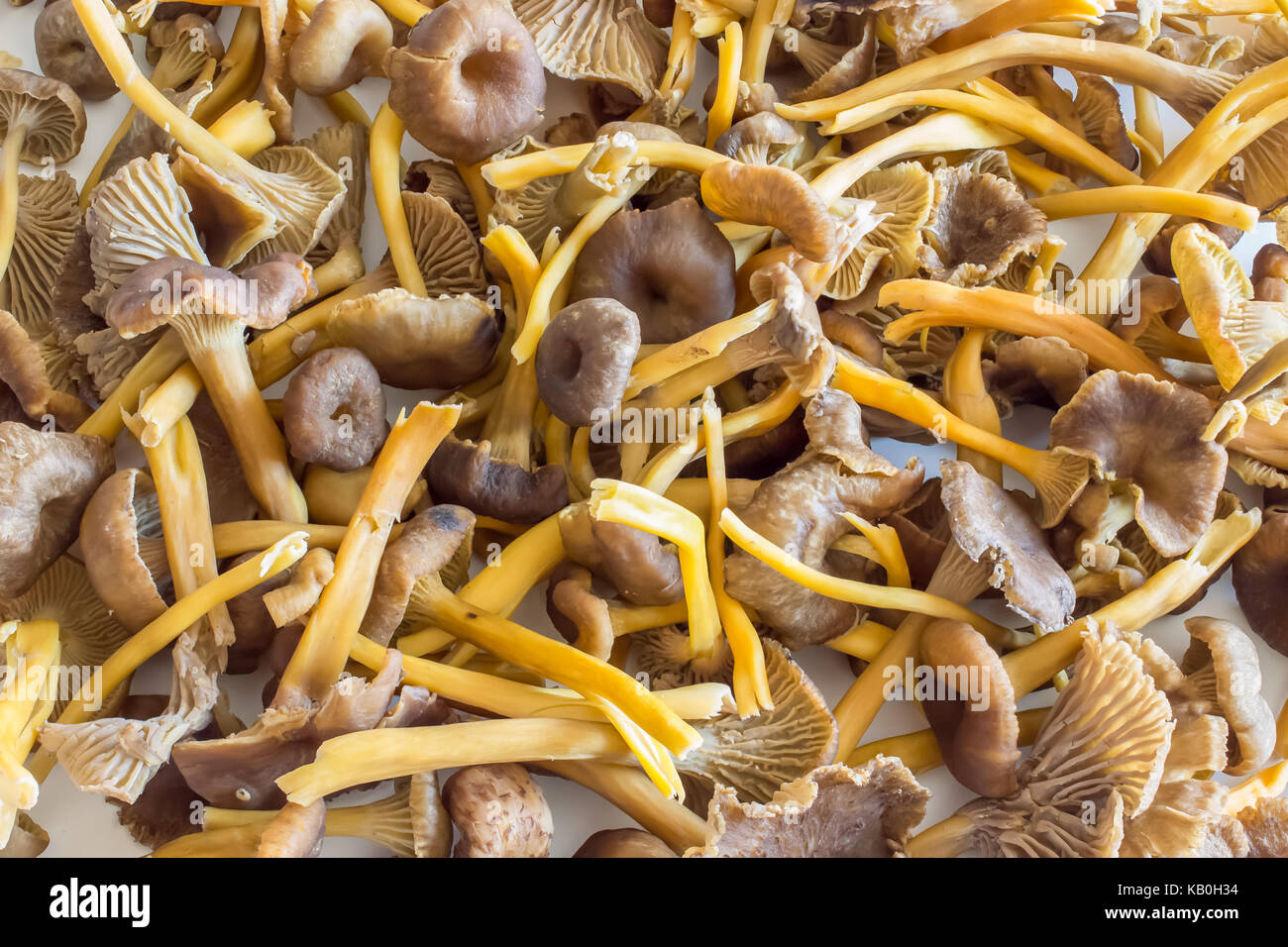 Primo piano di una pila di imbuto finferli Foto Stock