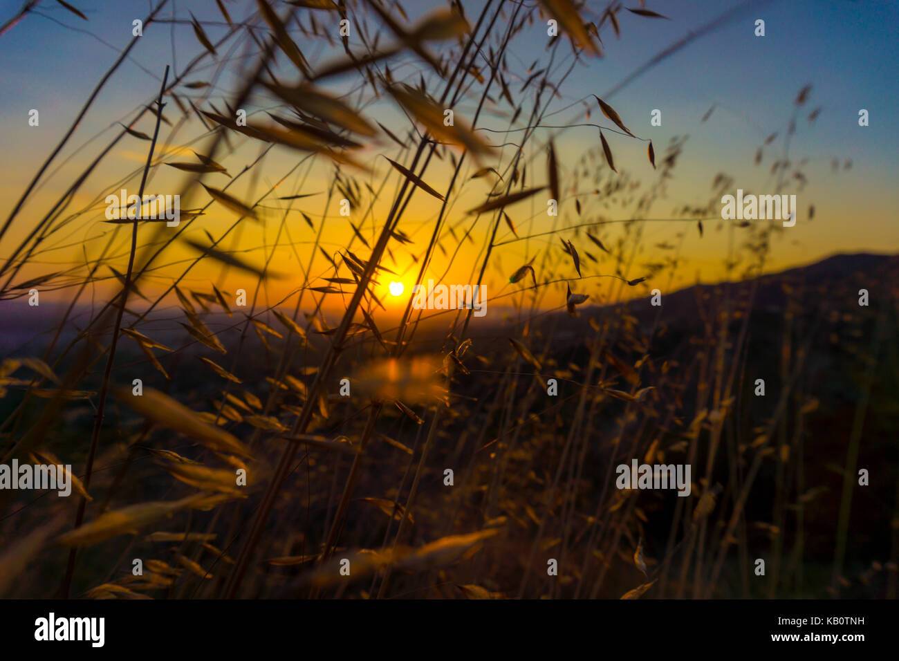 Tramonto nel selvaggio Foto Stock