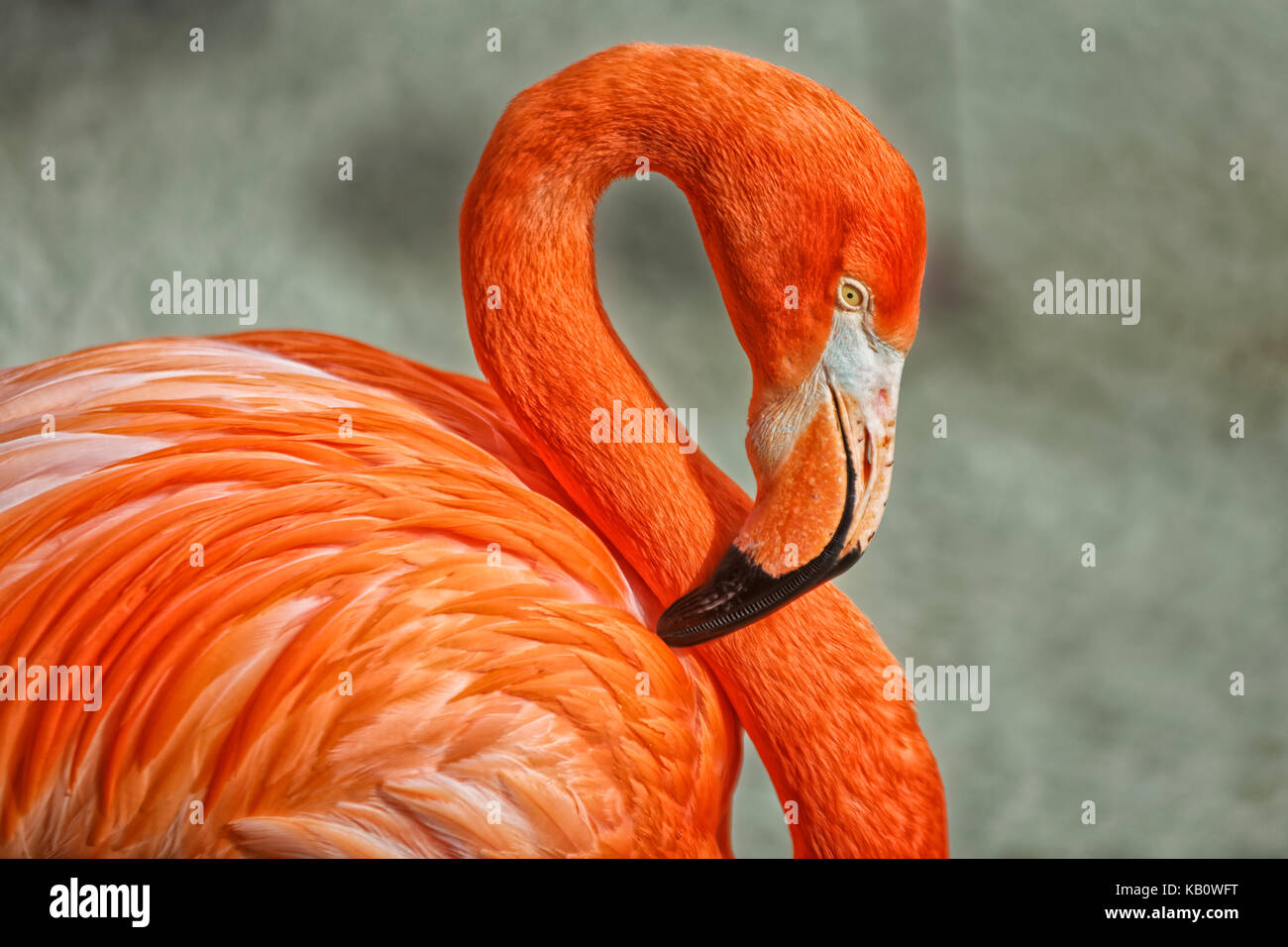 Ritratto di Flamingo con sfondo sfocato che mostra la testa, il collo e parte del corpo Foto Stock