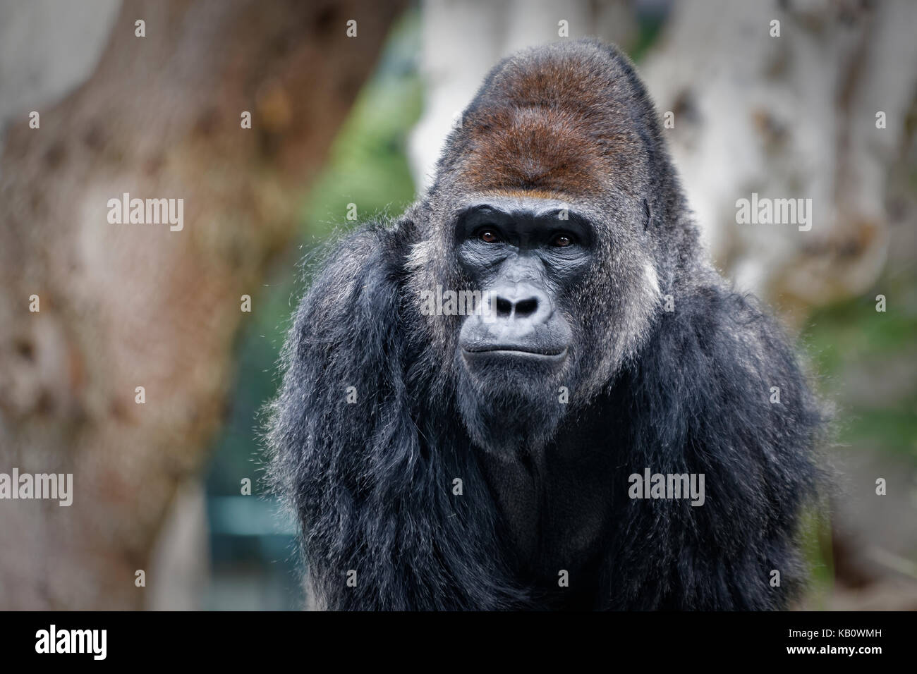 Gorilla volto ritratto con sfondo sfocato Foto Stock