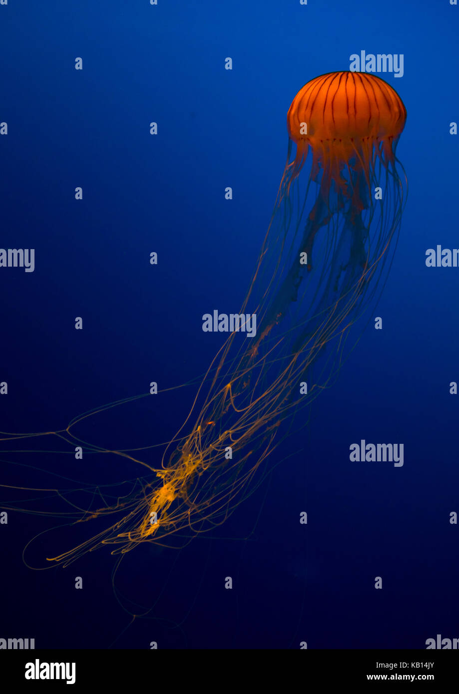 Brown meduse con tentacoli a nuotare in Acquario Kaiyukan, la regione di Kansai di osaka, Giappone Foto Stock