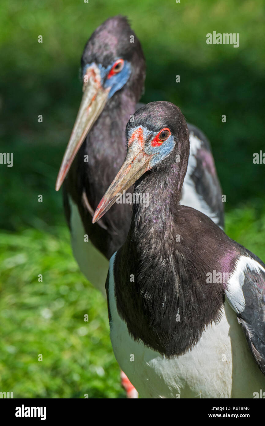 La abdim stork / bianco-panciuto stork (ciconia abdimii) coppia, nativo per l'africa Foto Stock