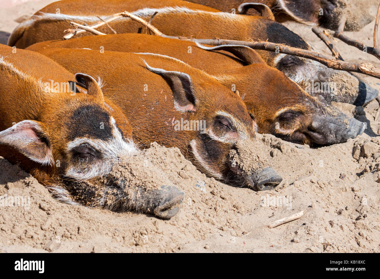 In prossimità del Fiume Rosso porci / bush suini (Potamochoerus porcus) dormire, nativo per l'africa Foto Stock