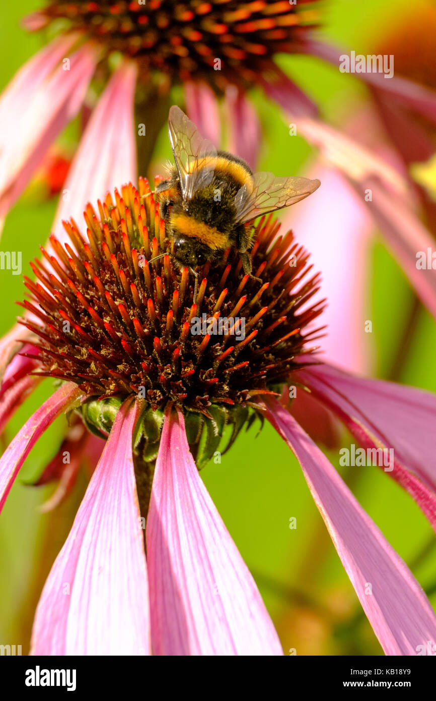 Bumble Bee alimentazione su echinacea purpurea. "Ruby giant'. coneflower.perenni. Foto Stock