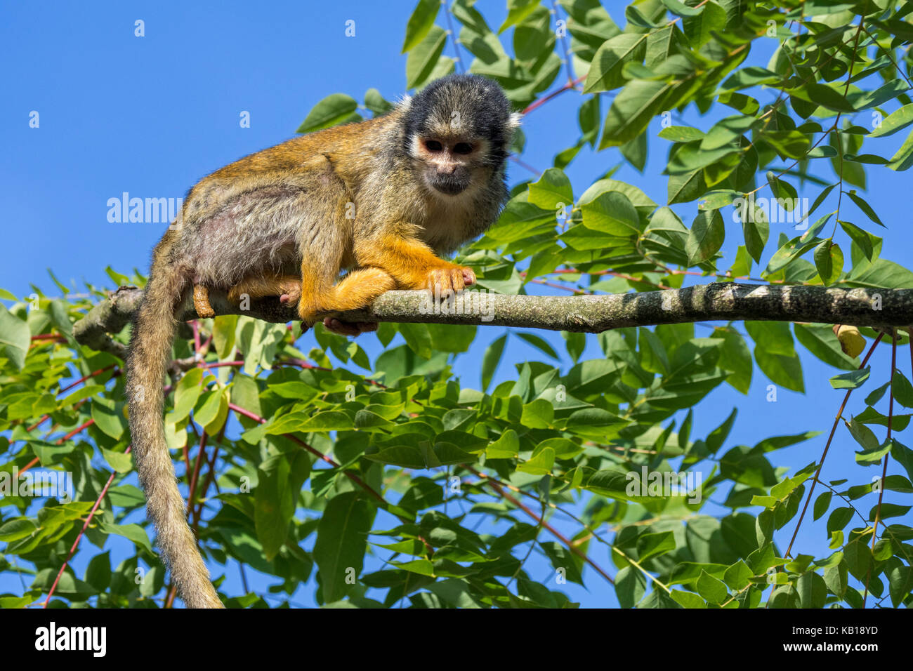 Nero-capped Scimmia di scoiattolo / peruviana di Scimmia di scoiattolo (Saimiri boliviensis peruviensis) nella struttura ad albero, originario del sud america Foto Stock