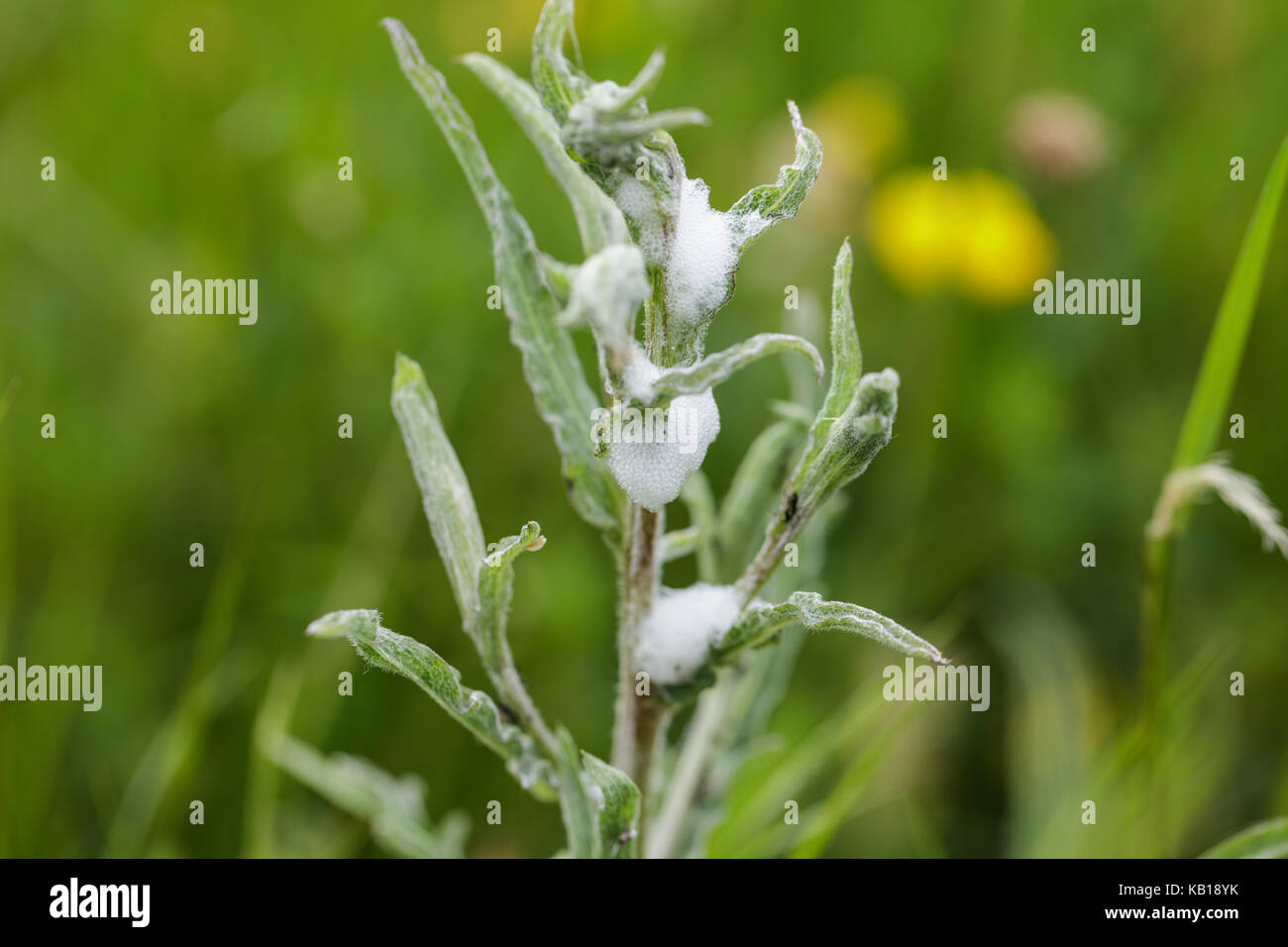 Il cuculo sputare su un gambo di fiori selvaggi in un prato estivo Foto Stock