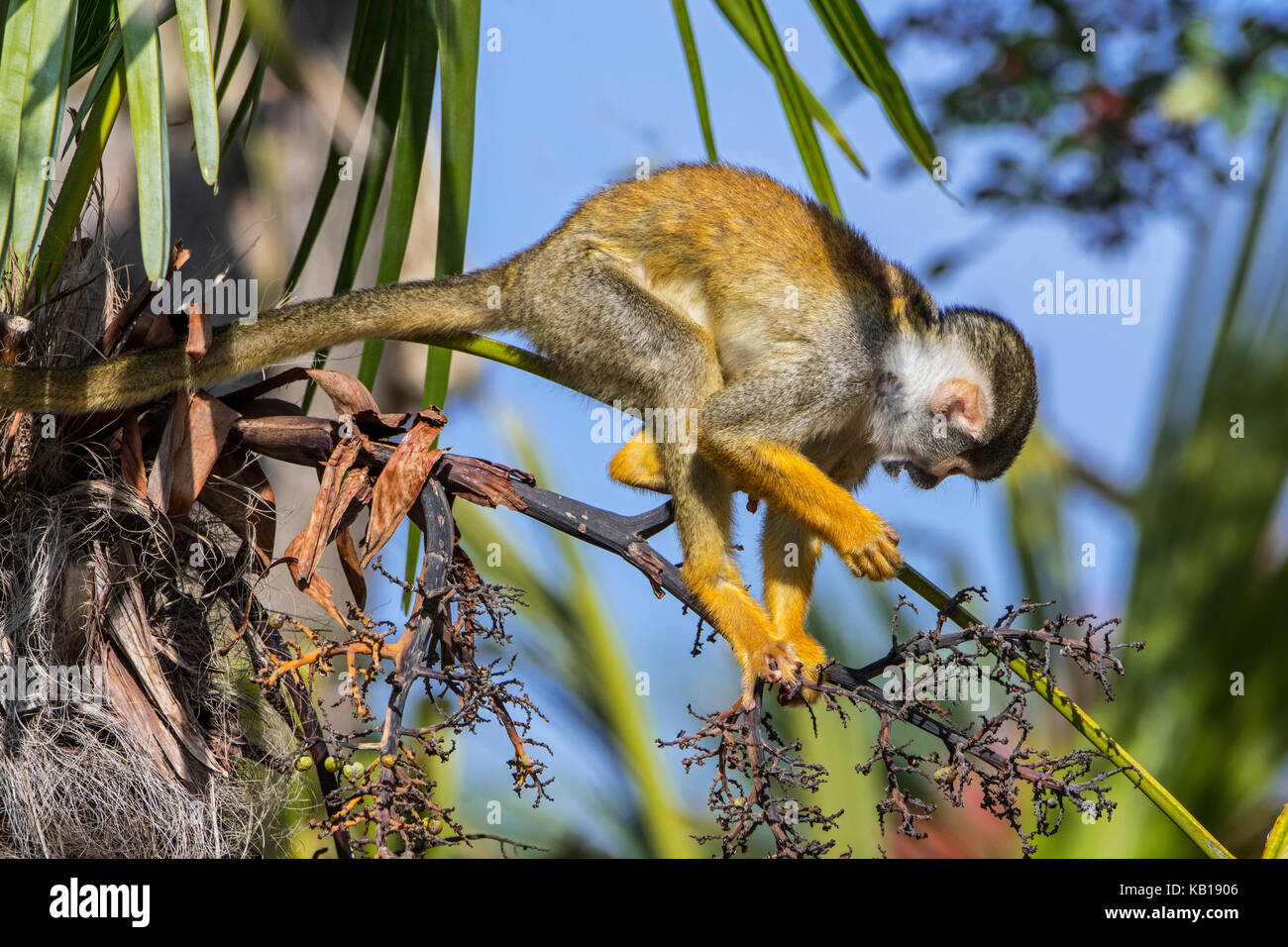 Nero-capped Scimmia di scoiattolo / peruviana di Scimmia di scoiattolo (Saimiri boliviensis peruviensis) rovistando nella struttura ad albero, originario del sud america Foto Stock