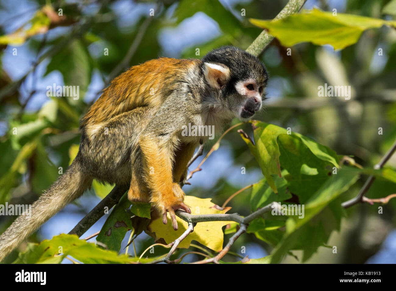 Nero-capped Scimmia di scoiattolo / peruviana di Scimmia di scoiattolo (Saimiri boliviensis peruviensis) femmina nella struttura ad albero, originario del sud america Foto Stock