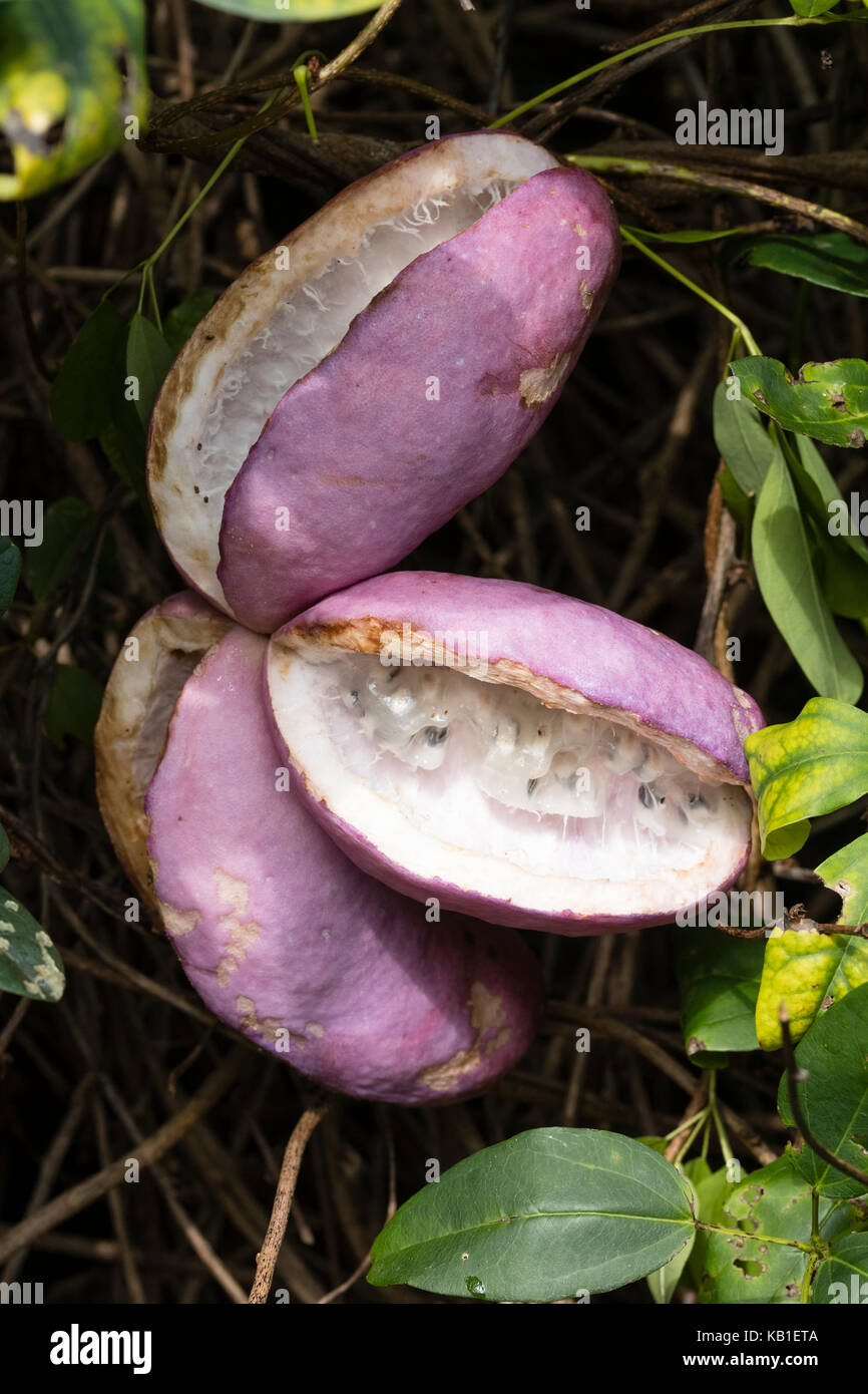 Viola scuoiati capsule di seme del cioccolato della vigna, Akebia quinata, mostrando la carne bianca all'interno Foto Stock