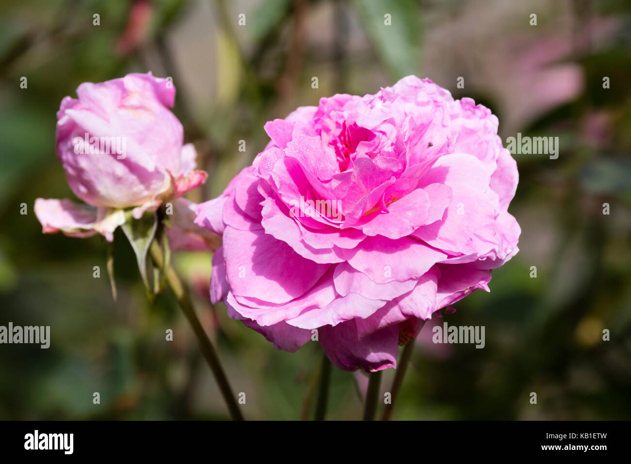 David Austin allevati inglese rosa ad arbusto, Rosa "Mayflower' ha completamente a doppia, fragranti fiori di colore rosa Foto Stock