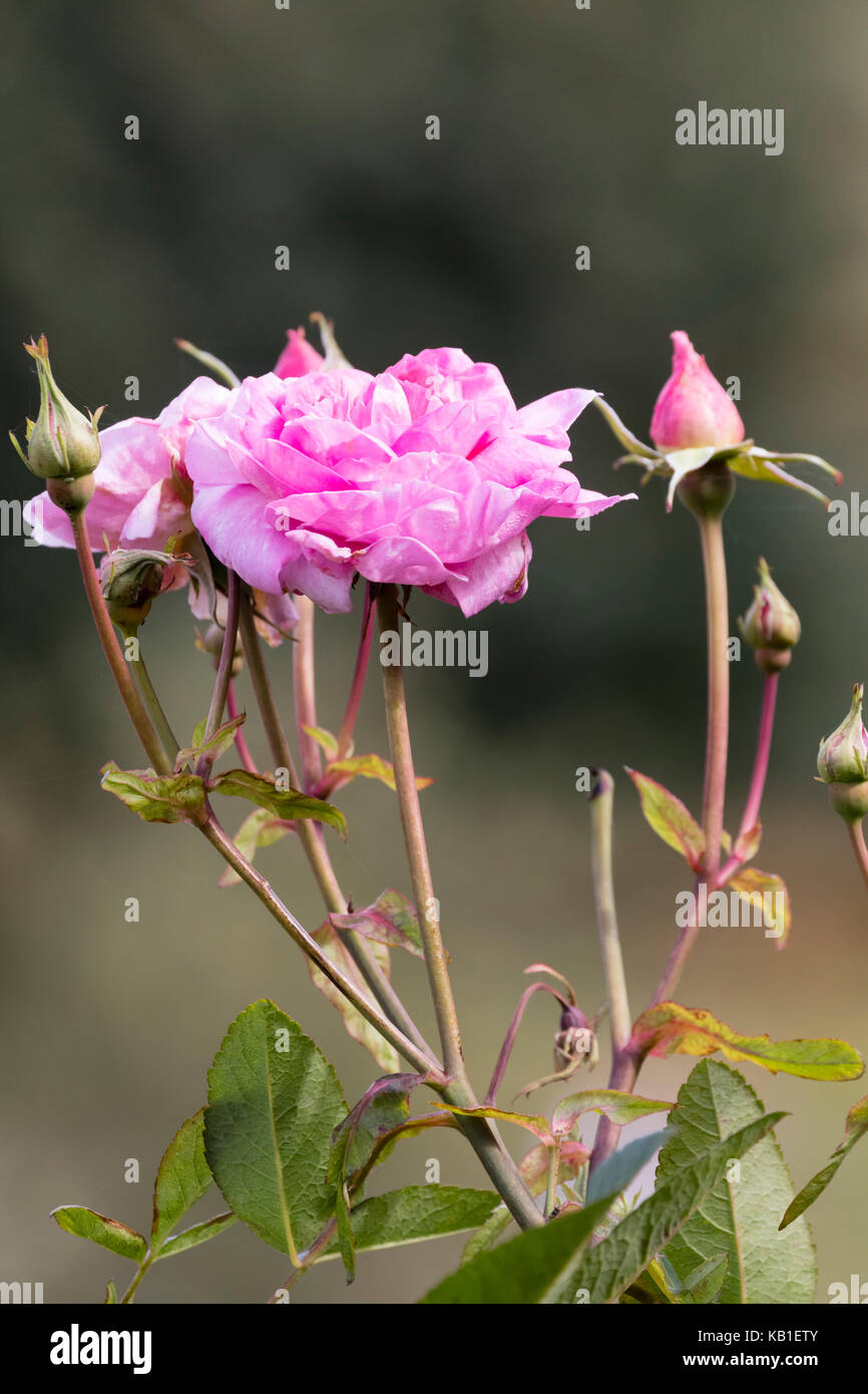 David Austin allevati inglese rosa ad arbusto, Rosa "Mayflower' ha completamente a doppia, fragranti fiori di colore rosa Foto Stock