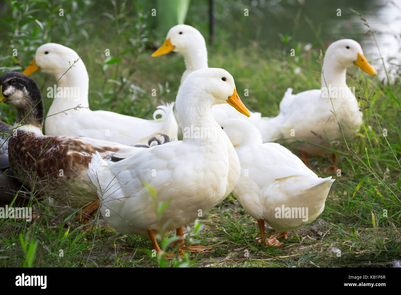 Gruppo di oche domestiche, all'aperto Foto Stock