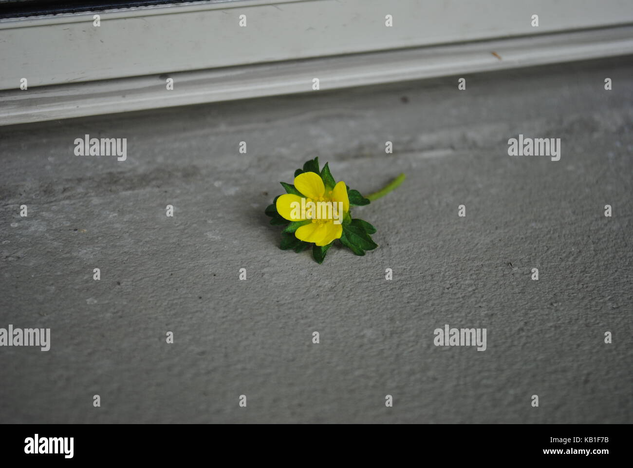 fiore giallo Foto Stock