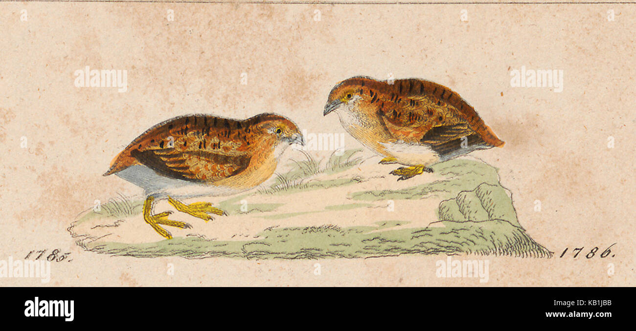 Questa immagine raffigura la specie di uccelli Turnix velox, del periodo 1820-1863, come parte della collezione Iconographia Zoologica ospitata presso l'Università di Amsterdam. La versione ritagliata si concentra sui dettagli chiave della specie. Foto Stock