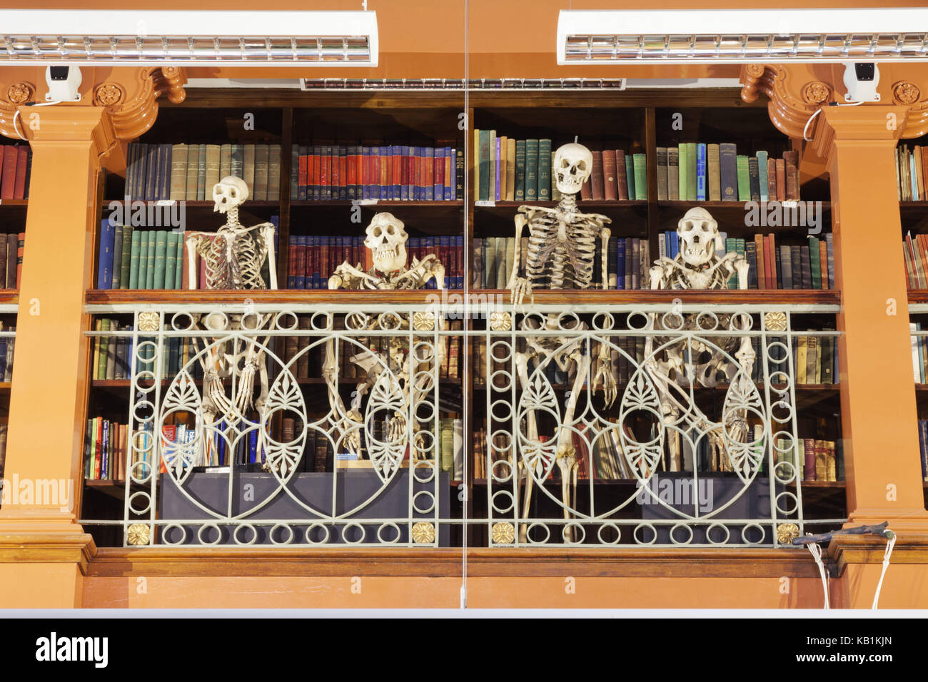 Inghilterra, London University College di Londra, la concessione museo di zoologia, divertente presentano delle scimmie di scheletri, Foto Stock