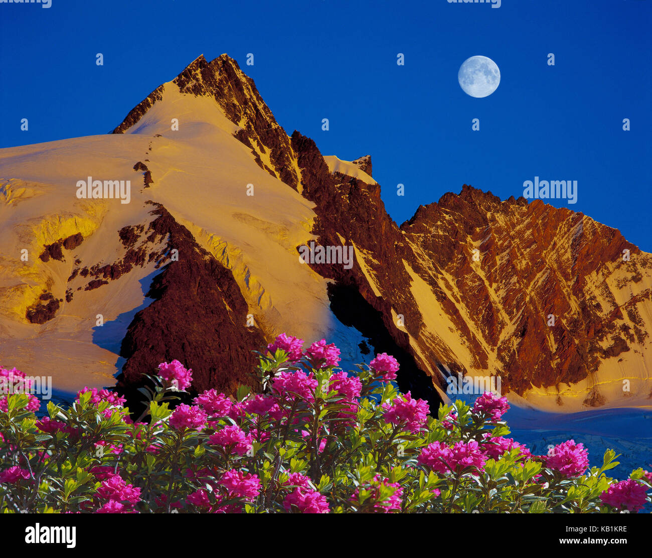 Grossglockner alla luce del mattino con luna piena e rose alp, Foto Stock