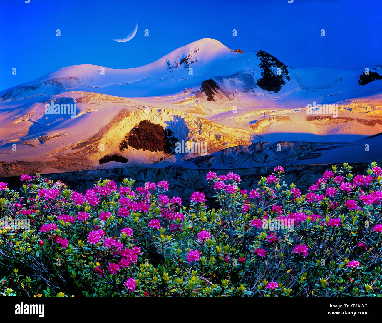 Wildspitze con rose alp e luna, Foto Stock