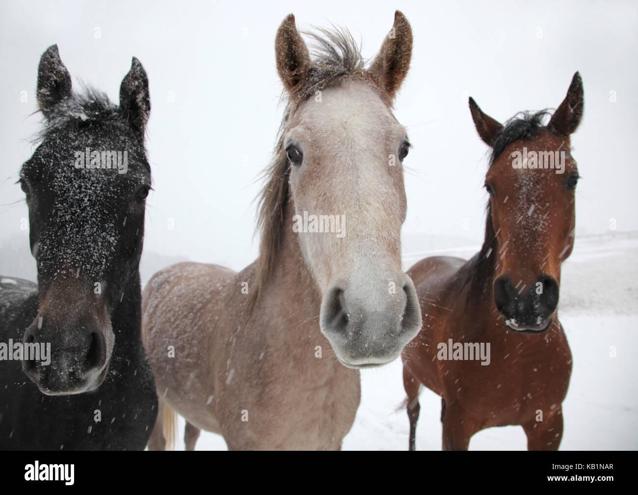 I cavalli del pascolo in inverno, Foto Stock