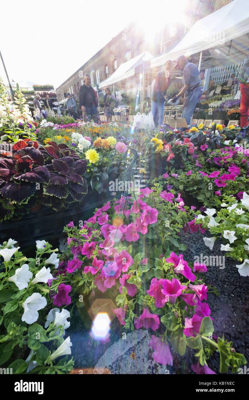 Inghilterra, Londra, Columbia road flower market, Foto Stock
