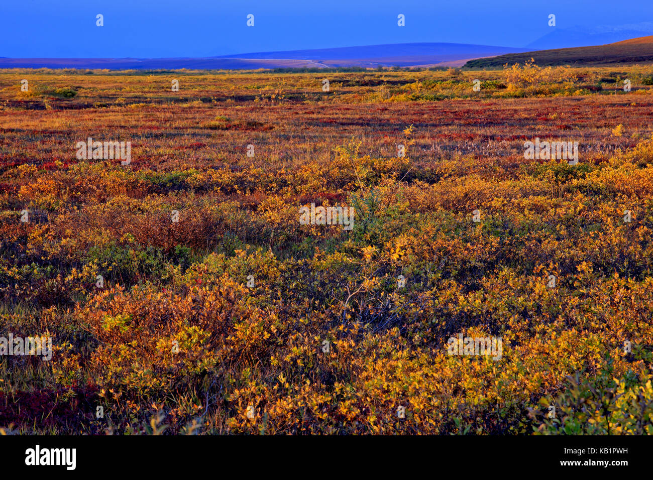 Nord America, USA, Alaska, versante nord, tundra artica, Foto Stock