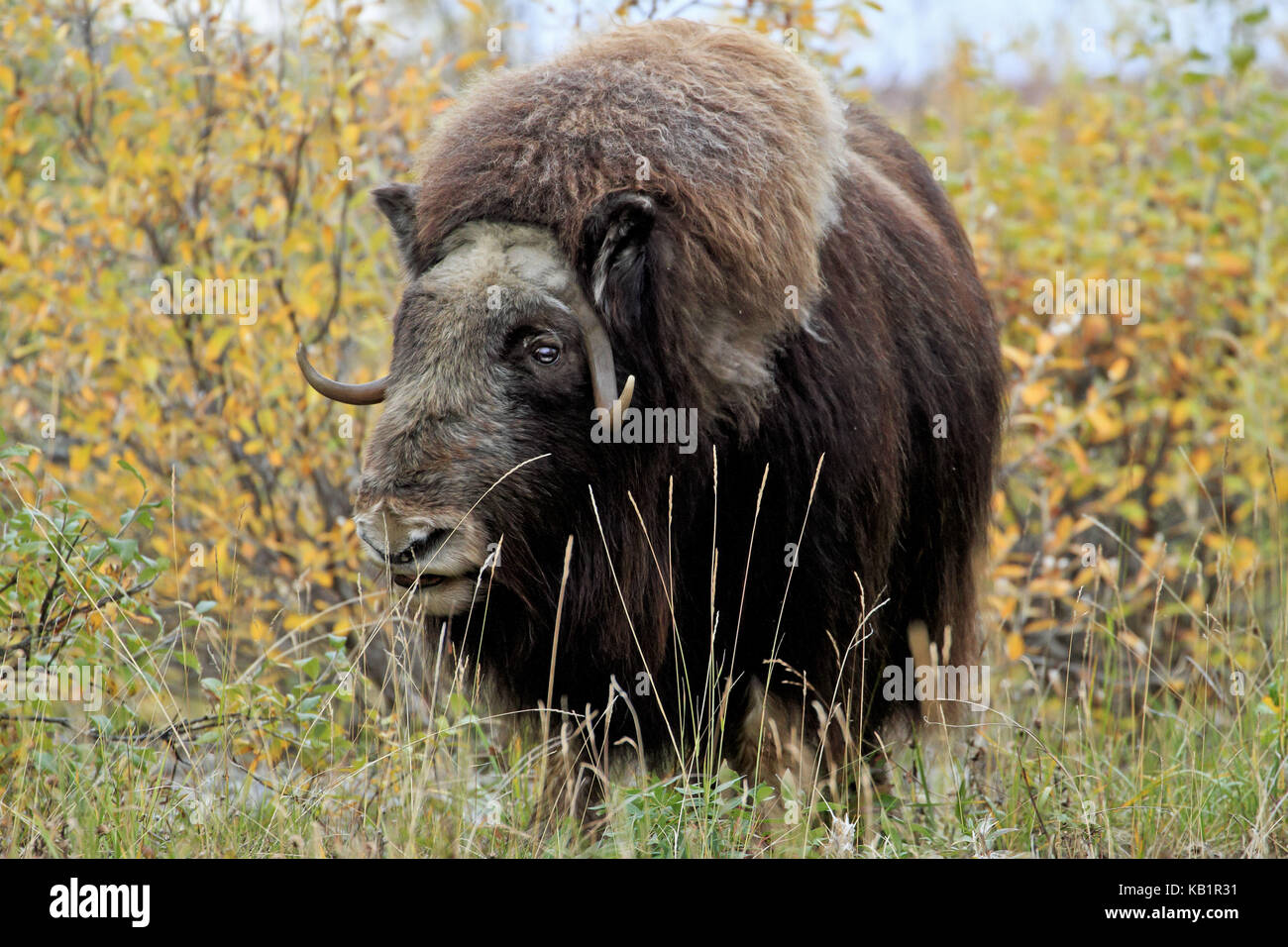 Nord America, USA, Alaska, versante nord, muschio ox, Foto Stock