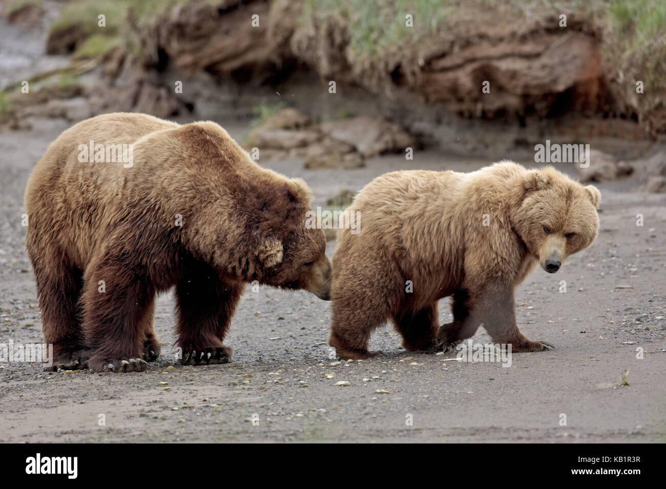 Nord America, USA, Alaska Katmai national park, ciao, Bay, orsi bruni, Ursus arctos, Foto Stock