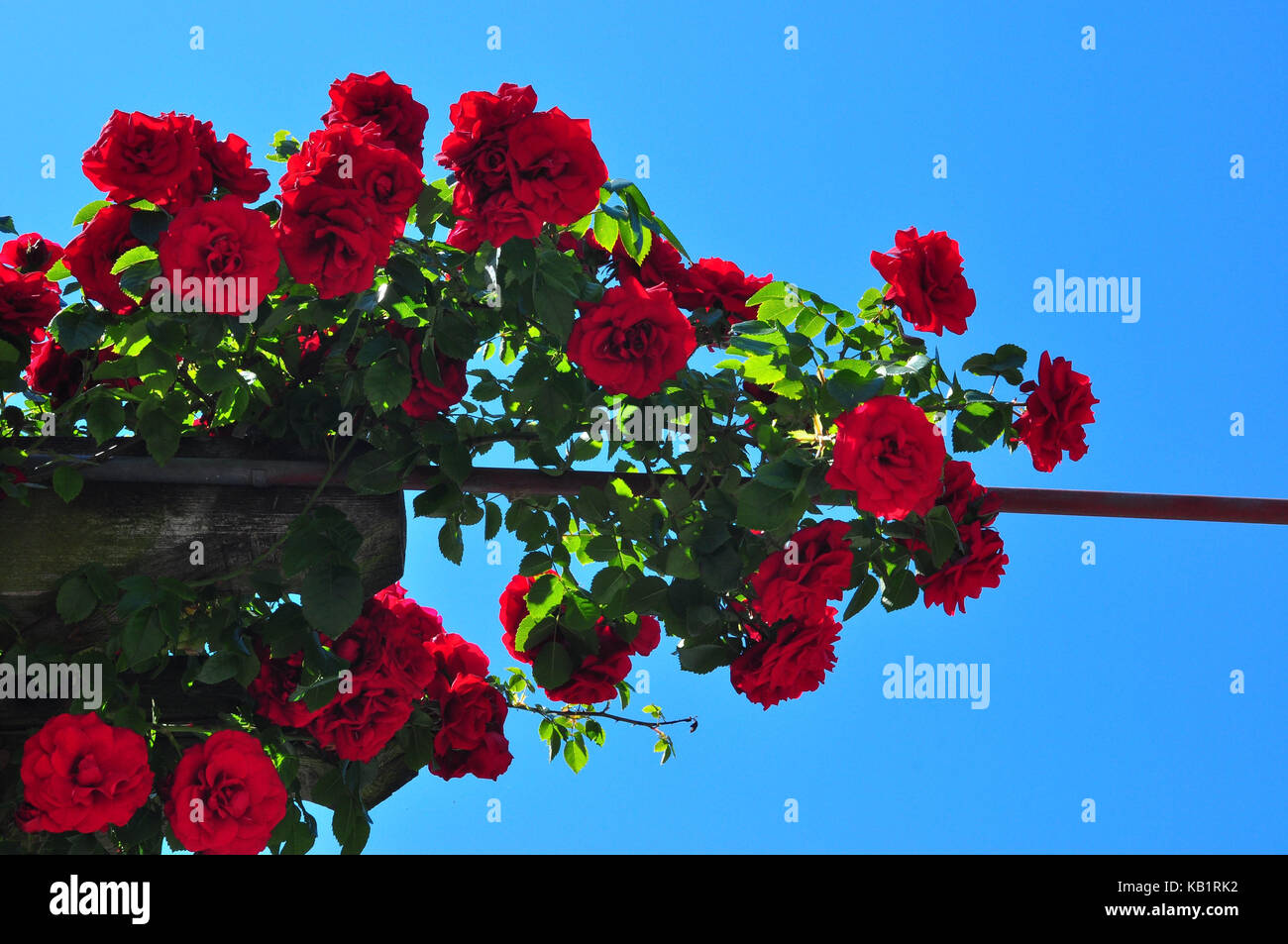 La botanica, fiori di rosa, rosso, rose rampicanti, Foto Stock