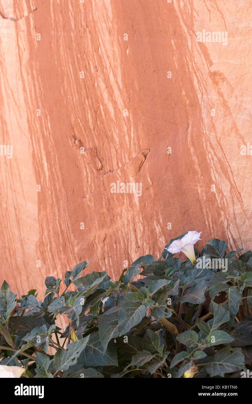 Sacro datura blooming alla base di una scogliera in grande scala - escalante monumento nazionale, Utah. Foto Stock