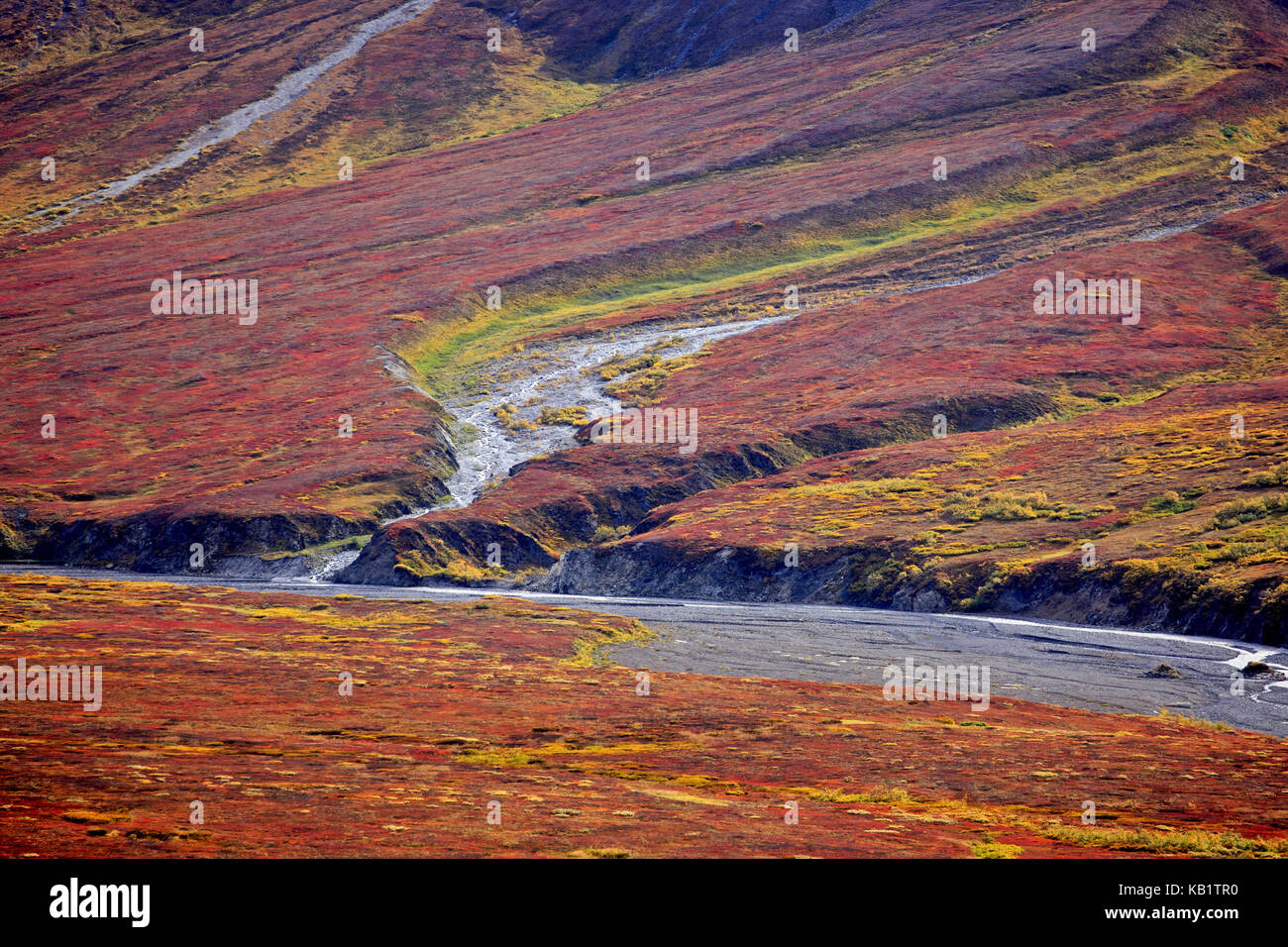 Nord America, USA, Alaska Denali National Park, valle del ghiacciaio, tundra autunnale, Foto Stock