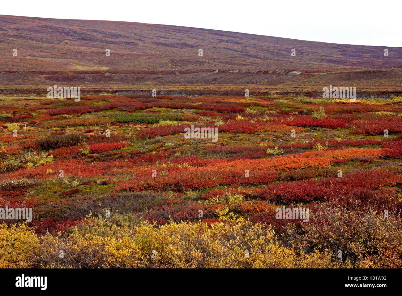 Nord America, USA, Alaska, versante nord, tundra artica, Foto Stock